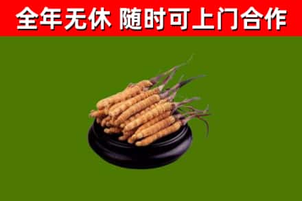 贡山回收冬虫夏草